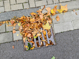 Herbstlaub verstopft einen Gully