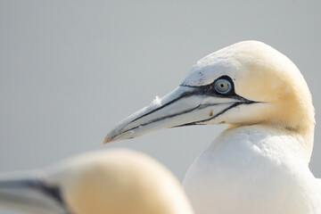 Portrait of pair of Northern Gannet, Sula bassana, Two birds love in soft light, animal love behaviour