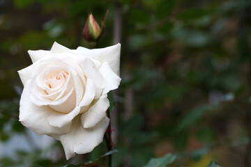 white rose flower in bud close-up on nature background, bokeh