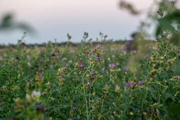Black and white puppies on asphalt in summer