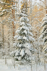 Fototapeta premium forest in winter