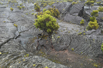 volcanic survivor