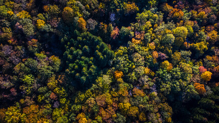 une forêt aux couleurs automnales vue du ciel