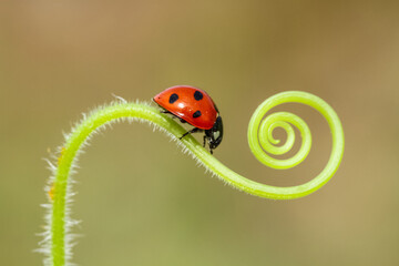 a little red ladybug crawling on the green grass in a spiral in the summer Sunny meadow - obrazy, fototapety, plakaty