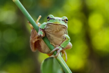 green frog on a branch under umbrella leaf. photography