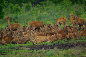 a group of deer in the forest © PUGUH