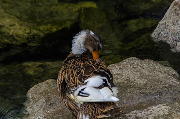 kaczka © wedrownik52