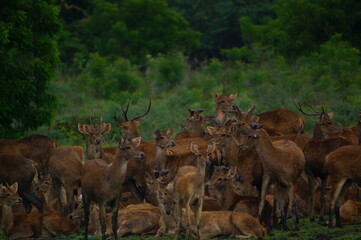 a group of deer in the forest © PUGUH