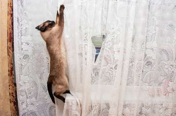 siamese cat hanging on a white tulle curtain, spoiling home curtains