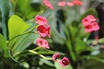 Pink Flowers