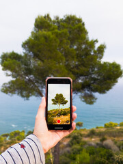 woman's hand taking a picture of a tree with mobile phone smartphone