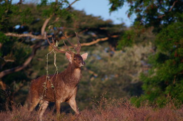 deer in the forest