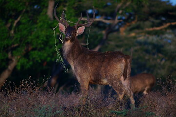 deer in the forest