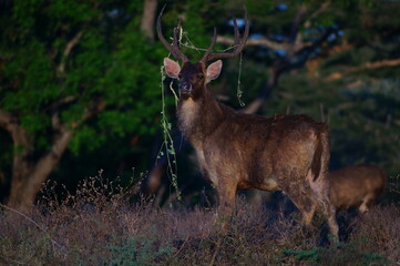 deer in the forest