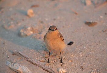Isabelline Wheatear at Busaiteen coast of Bahrain in the morning