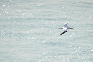 A single white and yellow gannet flies above the sea where the sun shines