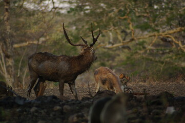 deer in the forest