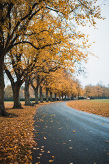 Fototapeta na wymiar Autumn Scene in the Park, United Kingdom