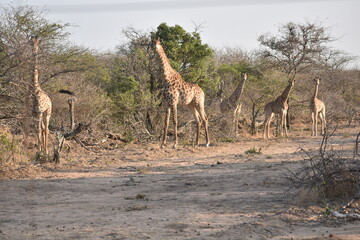 giraffe family in the savannah