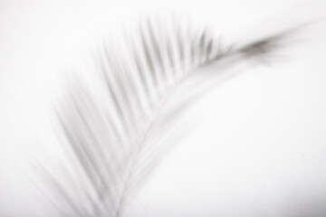 white palm shadow on black background