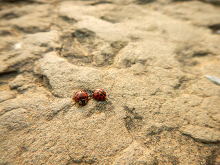 Two large ladybugs on a beige stone
