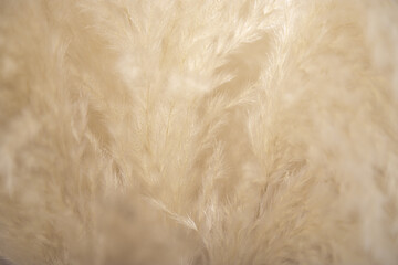 close up of a wheat