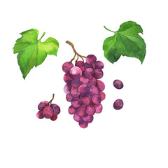 Purple grape berries and green leaves on white background. Hand drawn watercolor illustration.