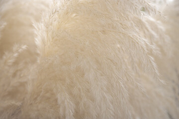 close up of flour