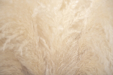 close up of a
 wheat texture