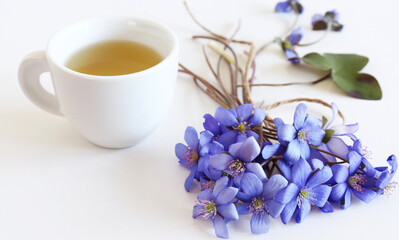 Herbal tea from Liverwort, Hepatica Nobilis flowers for herbal medicine and the flowers on white wood background. Minimalism. Beautiful spring wildflowers. Edible, healthy.