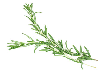 Fresh green rosemary isolated on a white background, top view. Twigs of rosemary.