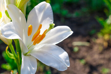 Fototapeta premium White Lily flower close-up. Hello summer