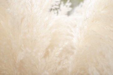 Naklejka premium close up of a wheat