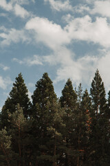 Fototapeta na wymiar clouds over the coniferous forest