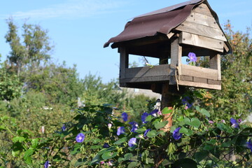Wooden bird house