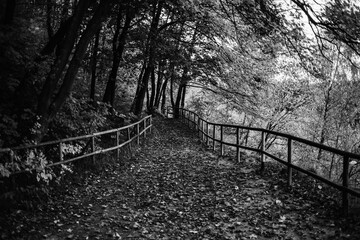 Walkways with wooden handrails in the park. Black and white photo, noise and grain effect