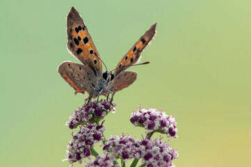 Lycaena virgaureae butterfly on a  wild flower early in the morning waiting for the first rays of the sun