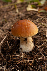 Porcini mushroom in the autumn forest. Nature background.