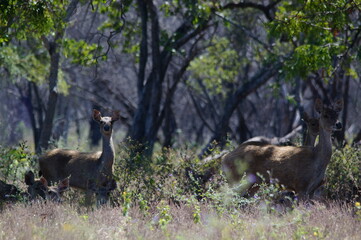 deer in the forest © PUGUH