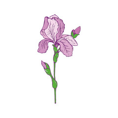 Spring flower iris. Colorful vector illustration on a white background.