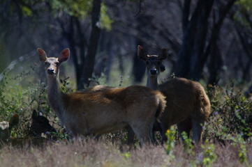 deer in the forest © PUGUH