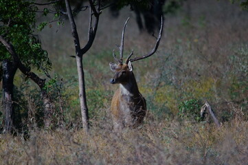 deer in the forest
