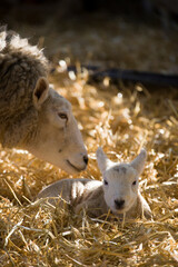 New born Lleyn lamb with mother at lambing time