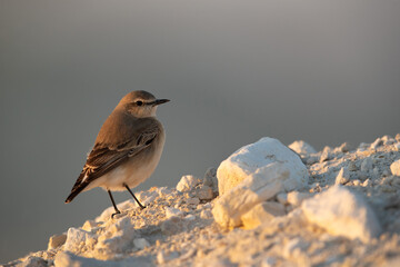 Isabelline Wheatear in the morning at Busaiteen coast of Bahrain