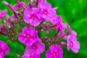 Fototapeta na wymiar Purple Phlox flowers on a green background. Hello summer