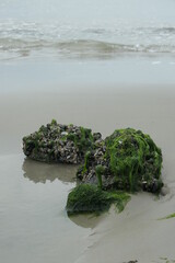 Stones covered with shells and seaweed that are released during low tide.