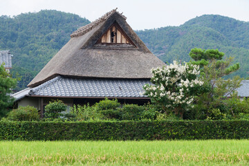 田んぼと茅葺き屋根の家