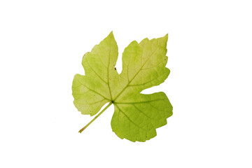 One isolated grape leaf on a white background.leaf