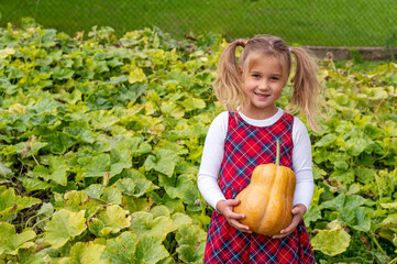 Portrait of cute little girl holding big orange pumpkin at the pumpkin patch