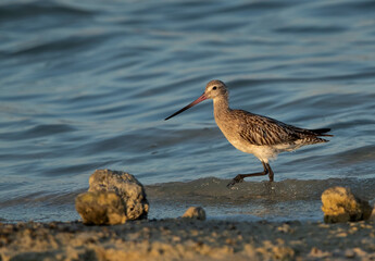 Obraz premium A portrait of a Bar-tailed Godwit at Busiateen coast of Bahrain